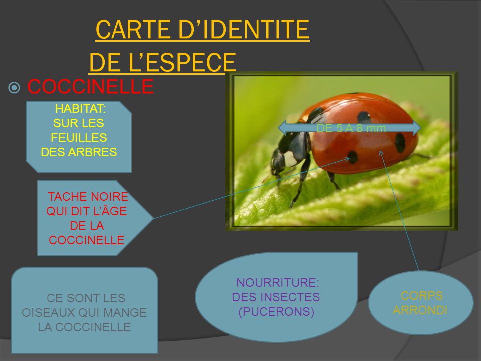 COCCINELLE. ppt t l charger